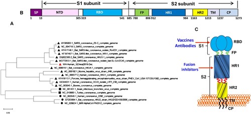 Figure 1. Analysis of the functional domains in 2019-nCoV spike protein and its gene. (A) Phylogenetic analysis of S gene of 2019-nCoV (Wuhan-Hu-1), bat-SL-CoVZXC21, bat-SL-CoVZXC45, SARS-CoV and other coronaviruses using Neighbor-Joining method. (B) The representative scheme of functional domains in S protein of 2019-nCoV. SP, signal peptide; NTD, N-terminal domain; RBD, receptor-binding domain; FP, fusion peptide, HR1, heptad repeat 1; HR2, heptad repeat 2; TM, transmembrane domain; CP, cytoplasmic domain. (C) The target sites in 2019-nCoV S for development of vaccines, antibodies and fusion/entry inhibitors.
