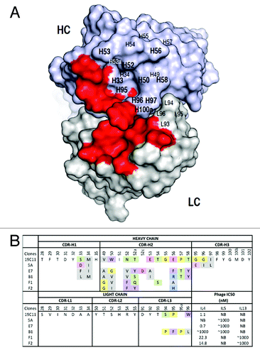 Figure 2. Dual specific clones isolated from phage libraries of h19C11 variants. (A) The structural model of hu19C11 was generated with MOE using the PDB entries 3SQO and 3BE1 as templates for the heavy and light chain, respectively. Residues important for IL4 binding, LC: 31, 32, 50, 53, 91, 92 and HC: 31, 32, 96, 98, 99 (in Kabat numbering), are colored in red on the model structure in a top down view of the antigen-binding site. Libraries of hu19C11 Fab variants displayed on phage were generated by site directed mutation. HC residues that were allowed all 20 amino acids with preference for wild type residues are labeled in bold while other HC and LC residues as labeled were allowed limited mutation to mimic natural diversity. (B) CDR sequences of selected clones including anti-IL5 specific (5A), anti-IL4/5 specific (E7, B1) and anti-IL4/13 specific (F1, F2) are shown with mutations from the parent hu19C11wt. To show the change of property upon mutation, sites included in the randomization scheme were colored according to their properties: Y, W, F in purple, hydrophobic L, I, V, A, M in gray, basic K, R, H in blue, acidic D, E in pink, polar S, T, N, Q in green, and P, G in yellow. The relative antigen binding affinity as measured by IC50 of phage competition assays are shown. Fab displaying phage was first incubated with serial dilutions of the respective antigens in solution for 2 h, unbound phage was then briefly captured by antigen coated ELISA wells and detected with anti-M13 HRP conjugate. The concentration of antigen inhibiting 50% of phage binding to antigen coated well is calculated as IC50. NB denotes no detectable binding signal of phage clone to the antigen coated wells.