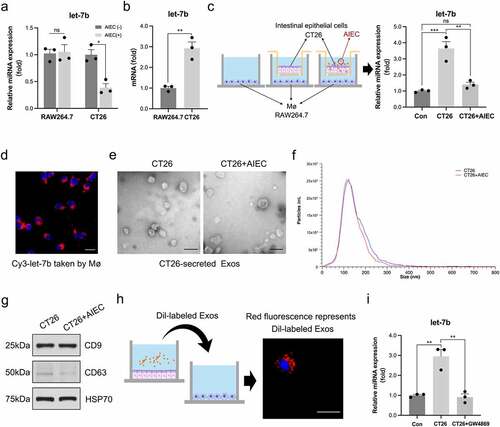 Figure 7. AIEC regulates Mø polarization by modulating IECs-derived exosomal let-7b. (a) The miRNA level of let-7b in RAW264.7 and CT26 with/without AIEC infection measured by qPCR. U6 was used as an internal control. (b) The original miRNA levels of let-7b in RAW264.7 and CT26. (c) The changes of let-7b levels in RAW264.7 after co-cultured with non-infected and AIEC-infected CT26. (d) The red fluorescence of the Cy3-labeled let-7b mimic transferred from CT26 to RAW264.7 detected by confocal microscopy. Scale bar, 10 μm. (e) Electron microscopy analysis of exosomes secreted by CT26. Scale bar, 100 nm. (f) Particle size of the vesicles secreted from CT26 measured by ZetaView analysis. (g) Exosome-associated protein markers HSP70, CD63, and CD9 measured by western blot analysis. (h) The red fluorescence of Dil-labeled CT26-derived exosomes detected by confocal microscopy. Scale bar, 50 μm. (i) The miRNA levels of let-7b in RAW264.7 co-cultured with CT26 pretreated with/without the exosome secretion inhibitor GW4689 (20 μM). Data are expressed as the means ± SEM. All the experiments repeated 3 times. *P<.05, **P<.01, ***P<.001.