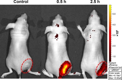 Figure 10 In vivo fluorescence imaging of EMT-6 tumor-bearing mice after intra-tumoral injection of saline (control) or L-PLGA/PPF nanoparticles at 0.5 and 2.5 h.Notes: The fluorescence signal excitation from CdSe/ZnS quantum dot incorporation into PLGA-based nanoparticles in tumor sites was strong, whereas no apparent fluorescent signal was observed in control mice. The color bar change from red to yellow indicates the gradual increase of fluorescence signal intensity. Tumors are marked by the red circle.Abbreviations: PPF, PEI-PEG-FA; PEI-PEG-FA, polyethyleneimine premodified with polyethylene glycol-folic acid; PLGA, poly(d,l-lactic-co-glycolic acid).