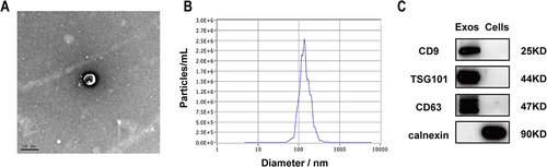 Figure 2 Characterization of isolated hASC-Exos. (A) Representative image of hASC-Exos morphology obtained using transmission electron microscopy (TEM). Scale bar: 200 nm. (B) Particle size distribution of hASC-Exos measured using nanoparticle tracking analysis (NTA). (C) Western blotting analysis of CD9, TSG101, CD63, and calnexin protein expression in hASC-Exos and hASCs.