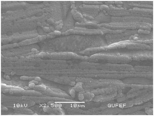 Figure 2. The SEM of Pt/PPy–DBS electrode.