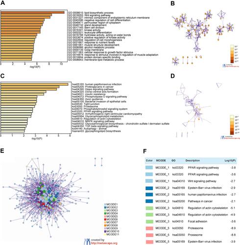 Figure 4 The enrichment analysis of CYB561 and its co-expression genes in BRCA (Metascape). (A) GO analysis of top 500 co-expression genes conducted using online website of Metascape. Heatmap of GO enriched terms colored by p values. (B) Network of GO enriched terms colored by p value, where terms containing more genes tend to have a more significant p value. (C) Heatmap of KEGG enriched terms colored by p values. (D) Network of KEGG enriched terms colored by p value, where terms containing more genes tend to have a more significant p value. (E) Protein–protein interaction network. (F) Independent functional enrichment analysis of three MCODE components.
