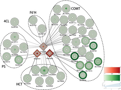 Figure 4. Connection network between regulatory genes and coumarins. The shapes represent roots, stems, leaves and flowers from the inside out; the expression levels of genes (green, ellipse) and metabolites (red, diamond) are indicated by shades of colour; the thickness of the line indicates the size of the correlation.