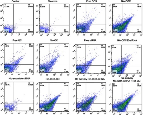 Figure 8 Cell apoptosis analyzed with Annexin V-FITC kit following the treatment of cells for 72 hrs. Abbreviations: Nio, niosomal; DOX, doxorubicin; QC, quercetin; FITC, fluorescein isothiocyanate.