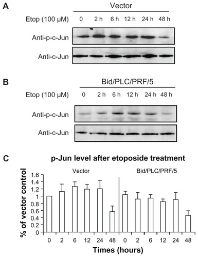 Figure 5 Effects of Bid-overexpression on the phosphorylation of c-Jun in response to etoposide. Vector control (A) and Bid/PLC/PRF/5 cells (B) were treated with etoposide for different periods, respectively. Then, p-c-Jun was detected by Western blot analysis. All blots were subsequently stripped and reprobed with antibodies against c-Jun. The density of p-c-Jun protein bands was determined (C).
