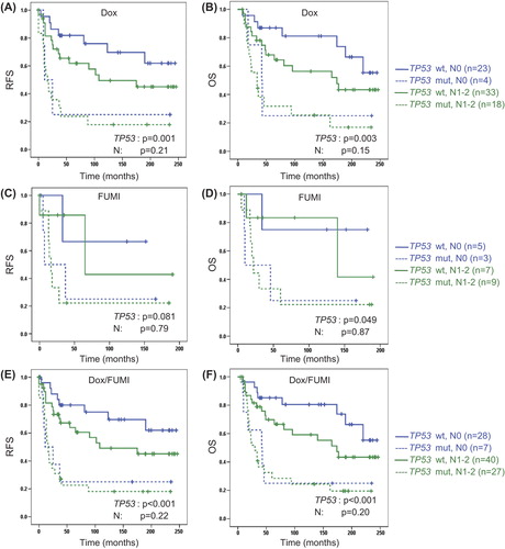 Figure 4. Multivariate analysis of survival outcome with respect to tumour TP53 and clinical nodal status (N) in patients with locally advanced breast cancer from the doxorubicin trial (A,B), the FUMI trial (C,D) or the two trials combined (E,F). OS, overall survival (patients with stage IV disease excluded); RFS, recurrence-free survival. Number of patients per group given in parenthesis. Censored values are marked with +.