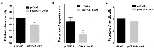 Figure 9. Over-expression of Lnc45 significantly inhibits viral polymerase activity and cell apoptosis. (a) 293 T cells were transfected with pcDNA3.1-Lnc45 or pcDNA3.1, then followed by co-transfection of RNP reconstitution plasmids (PB1, PB2, PA, NP) and the reporter plasmid that used to transcribe an IAV-like RNA. After 24 h, cell lysates were used to measure luciferase activities. The polymerase activity values were normalized to the Renilla luciferase activity. (b and c) 293 T cells were first transfected with pcDNA3.1-Lnc45 or pcDNA3.1 for 24 h, and then the cells were inoculated with CK10 virus (1 MOI, 24 h). The 293 T cells were collected at indicated time points and then analyzed for cell apoptosis (b) and necrosis (c) using flow cytometry. The experiments were carried out in triplicate and repeated three times, and the data are expressed as mean ± SD of three independent experiments. All statistical analyses were carried out using the t-test. * P < 0.05 and ** P < 0.01, shown as significant different compared with the result of the mock control cells