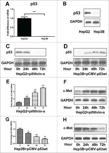 Figure 4. c-Met expression was regulated by p-53. A and B. Real-time PCR and western-blot were used to detect c-Met expression in Hep3B and HepG2 cells, GAPDH was used as an internal reference. ***P < 0.001. C. Western-blot was used to detect p53 expression in HepG2 cells treated with p53 inhibitor pifithrin-α. D. Western-blot was used to detect p53 expression in Hep3B cells transfected with pCMV-p53wt to induce ectopic. E and F. Real-time PCR and Western-blot were used to detect c-Met expression in HepG2 cells treated with p53 inhibitor pifithrin-α. *P < 0.01, ***< 0.001. G and H. Real-time PCR and Western-blot were used to detect c-Met expression in Hep3B cells transfected with pCMV-p53wt to induce ectopic p53 expression. *P < 0.01, ***< 0.001.