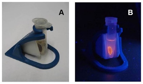 Figure 6 Hybrid NPs placed in magnetic concentrator under ambient light (A) and UV-irradiation (B).