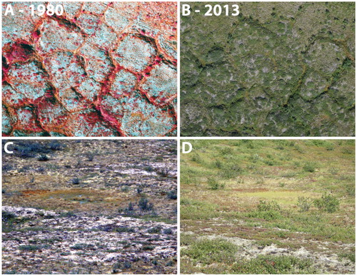 FIGURE 7. Vertical and oblique photos showing vegetation change in high-center polygonal terrain. Photos (A) and (B) show part of a 1980 (color infrared) and 2013 (color) photo pair highlighting the expansion of dwarf shrub cover over the polygon centers, which were previously dominated by a high cover of lichen. (C) and (D) are oblique images from 1980 and 2014 of a site that experienced a significant decline in lichen cover as dwarf shrub cover increased.