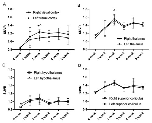 Figure 1. The effects of cON injury on brain glucose metabolism of the right and left region of interest over time. The cON injury induced region-specific changes in glucose metabolism as compared with the baseline (0 weeks) in the visual cortex (A) and thalamus (B). The SUVR of the right visual cortex was higher than that of the left visual cortex during the 5-week experimental period, with a significant difference observed in the PET image on the second week (A). The SUVR significantly increased in both thalami at 2 weeks post-surgery compared with the baseline as determined using PET images. No significant difference was observed between the right and left thalamus (B). The SUVRs of the hypothalamus (C) and superior colliculus (D) were not changed. SUVR is defined as the normalized SUV of each region with the SUV of the medulla of the same animal. Data are shown as mean±SEM. *P < 0.05, comparing ROIs of the right and left cerebral hemispheres, respectively. ∧P < 0.05, both sides of the ROIs compared with the baseline study of PET at 0 week.