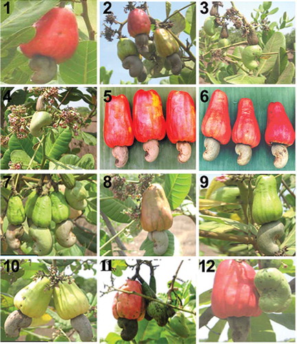 Figure 1. Fruit (apple with nut) morphology of 12 cashew varieties selected for RAPD analysis. Numbers (1–12) correspond to the varieties of cashew as given in Table 1 and the lane numbers in Figure 4.