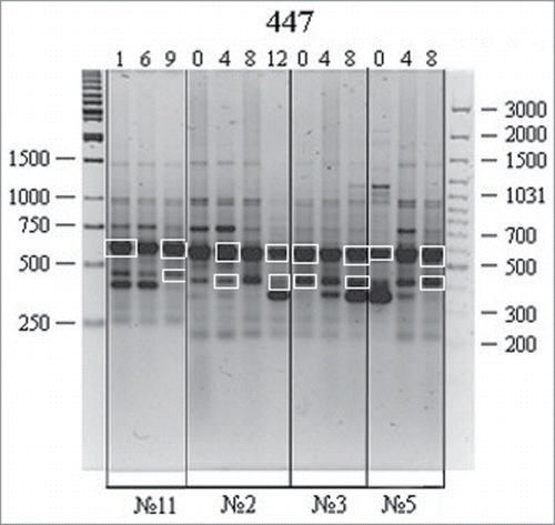 Figure 5. RAPD analysis of DNA isolated from different human cell cultures at different passages: variations were observed for the P447 primer. A 100 bp Ladder+ and a 1 kb Ladder (Fermentas) were used as molecular weight markers. Culture nos. 2, 3, and 5, adipose-derived stromal cells; no. 11, skin fibroblasts; lanes 1–12, different passages. RAPD bands used in further experiments are marked by white frame.