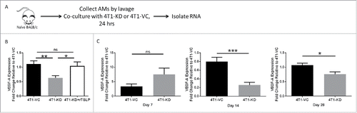 Figure 5. VEGF-A is differentially expressed in AMs in vivo in response to TSLPhi vs. TSLPlo tumor settings. (A) Strategy shown for the experimental design and RNA sample selection for panel B. (B) VEGF-A expression as measured by qRT-PCR analysis. 100 ng/mL recombinant TSLP was added to the AM/4T1-KD co-culture system and gene expression was quantified. (C) VEGF-A expression of AMs in vivo collected from the indicated tumor-bearing mice at 7 (left), 14 (middle) or 28 (right) days post-intravenous injection. For B and C, data were normalized to the housekeeping gene GAPDH. Then one 4T1-VC sample in panel B (n = 3 biologic replicates) or one 4T1-VC sample from each time point in panel C was set to 1.0 to determine the relative expression of the other samples. Panel C represents a total of 9 separate mice per tumor-bearing group, covering the 3 distinct time points shown. Therefore, at each time point, 3 separate mice from each cohort were analyzed, and for each mouse, 3–4 technical replicates were collected. Results represent the mean ± SEM of all replicates for each tumor-bearing group at each time point. *P < 0.05; **P < 0.01; ***P < 0.001; ns, P > 0.1.