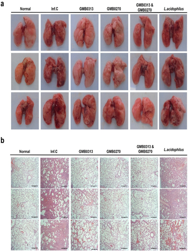 Figure 6. The inflammation levels and viral titers in the lungs of SARS-CoV-2 infected SH101 hamsters, which received gut microbes responsible for resistance against COVID-19. The gut microbiomes of 6-week-old SH101 Roborovski hamsters underwent depletion through daily administration of antibiotic/antifungal mixtures. Following microbiome depletion, the hamsters were randomly divided into groups receiving either PBS as infection control (Inf.C) or the cultures of Oribacterium sp. GMB0313, Ruminococcus sp. GMB0270, combination of Oribacterium sp. GMB0313 and Ruminococcus sp. GMB0270, and L. acidophilus as intestine bacteria control (n = 8 per group). These microorganisms were orally administered to the hamsters at a dosage of 1 × 109 CFU in 100 μL of PBS per day. After two weeks of daily administration, the SH101 hamsters were intranasally challenged with a lethal amount of SARS-CoV-2 virus and compared with uninfected control group (Normal) and infected control (Inf.C). (a-b) All hamsters were sacrificed on 8 dpi, and fresh lung tissues were obtained for morphological observation (a) as well as hematoxylin and eosin (H&E) staining of lung sections (b). (c-g) Systemic inflammation was assessed using cytokine ELISA against (c) fibrin degradation products (FDP), (d) D-dimer (D2D), (e) IFN-γ, (f) IL-10, and (g) IL-4 (mean ± SD). (h) Quantitation of SARS-CoV-2 viral titers per gram of lung tissue in the indicated groups by RT-qPCR (mean ± SD). Significance was statistically analyzed and marked on the graphs as *p < 0.05, **p < 0.01, and ***p < 0.001.