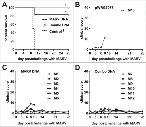 Figure 5. Protective efficacy of filovirus DNA vaccines and clinical observations in MARV-challenged macaques. (A) Kaplan-Meier survival curves were generated for the MARV vaccination study. A Fisher's exact test with multiple comparison adjustment based on permutation was used to evaluate pairwise differences (P < 0.05) relative to the control group (*). Historical controls (†) that received the same MARV challenge dose and route of administration were included for statistical analyses (n = 3). (B-D) After MARV challenge, macaques were scored twice daily for clinical signs typical of hemorrhagic fever disease such as weight loss, changes in body temperature, petechial rash, ischuria, gastrointestinal distress, labored breathing, lack of responsiveness, recumbency, edema, and anorexia. Personnel performing observations were blinded to the treatment groups.