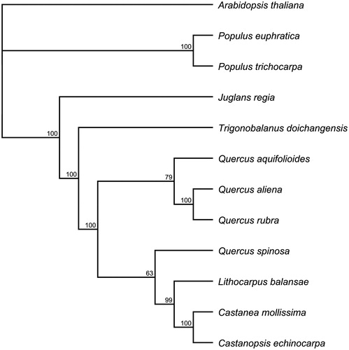 Figure 1. Phylogenetic relationships among 12 chloroplast genomes. The 12 species can be divided into three independent clades: Fagales, Salicales and Brassicales. Arabidopsis thaliana (Brassicales) was used as an outgroup. Bootstrap support values are given at the nodes. Chloroplast genome accession number used in this phylogeny analysis: Arabidopsis thaliana: NC000932; Populus euphratica: NC024747; Populus trichocarpa: NC009143; Trigonobalanus doichangensis: KF990556; Quercus aquifolioides: NC026913; Quercus aliena: NC026790; Quercus rubra: JX970937; Quercus spinosa: NC026907; Lithocarpus balansae: KP299291; Castanea mollissima: NC014674; Castanopsise chinocarpa: NC023801.