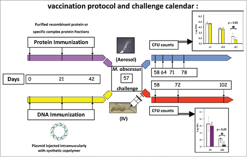 Figure 1. Vaccination protocol and challenge calendar. Mice are immunized three times following a prime/boost scheme (days 0, 21 and 42) either with recombinant proteins or protein complexes, either with a plasmid coding for a protein of interest in the case of DNA immunization. Two weeks after the third immunization, mice are challenged (day 57) with M. abscessus, either by an aerosol way, either intravenously (IV). Lungs are collected, homogenized by dislocation and CFUs are counted at various times after bacterial challenge according to the type of challenge practised: day 1, 7, 14 and 21 for aerosol challenge or day 1, 15 and 45 for IV challenge.