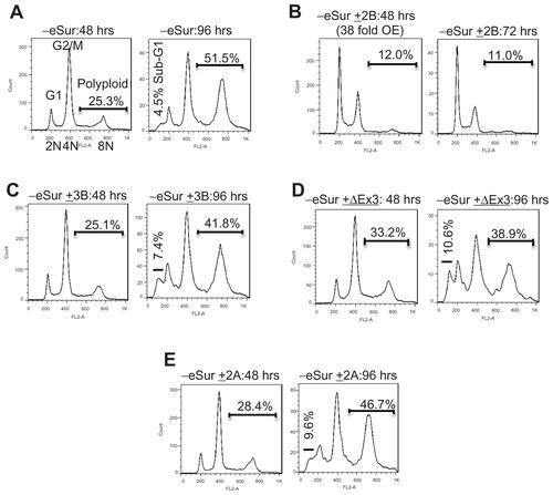 Figure S2 Flow cytometry profile of PC3 cells at 48 and 96 hours after siRNA targeting endogenous survivin showing increase in cells with polyploidy in the absence of functional endogenous survivin as marked.Notes: (A) endogenous survivin depletion; (B) survivin 2B only; (C) survivin 3B only; (D) survivin ΔEx3 only; (E) survivin 2A only.