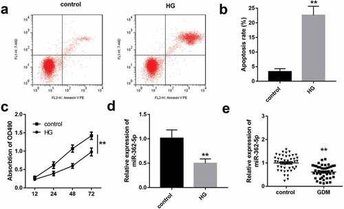 Figure 1. The impacts of HG treatment on proliferation, apoptosis, and miR-362-5p level in HTR-8/SVneo cells. (a) Cell apoptosis was detected by flow cytometry after treating with HG. (b) Quantification of A. (c) The proliferation of HG-treated cells was determined by CCK-8. (d) MiR-362-5p expression was tested by qPCR in HTR-8/SVneo cells treated with or without HG. (e) The level of miR-362-5p was tested in placenta tissues from healthy (n = 40) or GDM women (n = 40) through qPCR. **P < 0.01