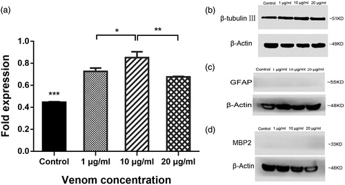 Figure 5. Effects of C. jingzhao crude venom on expression levels of neuronal biomarkers in vitro. Protein levels of β-tubulin III in response to differentiation and crude venom exposure (a). Representative Western blot staining for β-tubulin III (b), GFAP (c), MBP2 (d) and the loading control β-actin. Note: C17.2 cells were exposed to 1, 10 or 20 μg/mL of venom during 10 days of differentiation. Error bars represent means ± SD (n = 3) *P < 0.05, **P < 0.01, ***P < 0.001.