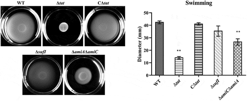 Figure 4. Motility assay.