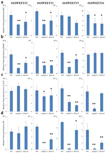 Figure 2. Relative transcript levels (RTL) of OsSWEETs in WT and OsDOF11 mutants (osdof11-1 and RNAi-9). (a) RTL at 3 DAI stage; (b) RTL at 35 DAG stage; (c) RTL at 1–2 mm IF stage; (d) RTL at MF stage.Error bars represent SE of at least three samples. *P < .05; **P < .01.