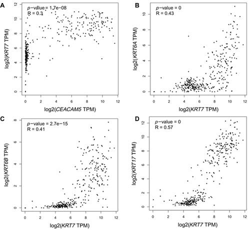 Figure 6 Pearson correlation analyses of CEACAM5, KRT6A, KRT6B, KRT7 and KRT17. CEACAM5 was positively correlated with KRT7 (a); KRT7 was also positively correlated with KRT6A, KRT6B, KRT17 (b, c, d).