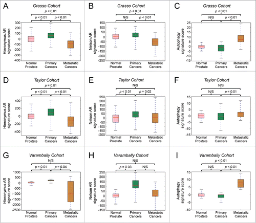 Figure 6. An autophagy gene signature positively correlates with the transition to prostate cancer metastasis, whereas general AR activity gene signatures positively correlate with cancer initiation but not metastatic progression. Bioinformatic analysis of 3 separate prostate cancer clinical cohorts (A-C: Grasso et al., 201240; D-F: Taylor et al., 201024; G-I: Varambally et al., 200541). The expression of 2 previously described AR activity gene signatures (Hieronymus et al., 200623: A, D, G and Nelson et al., 200239: B, E, H) or an autophagy gene signature consisting of ATG4B, ATG4D, ULK1, ULK2 and TFEB were compared between samples from normal prostates, primary cancers and metastatic cancers in each cohort.