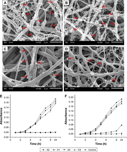 Figure 7 SEM images of bacterial adhesion on (A) CS, (B) A0, and (C) A1 and (D) A2 after 24 hours of incubation with Streptococcus mutans (as indicated by the red arrow). DCT results of the four membranes in (E) group A and (F) group B after 24 hours of incubation.Abbreviations: CS, chitosan; DCT, direct contact test; SEM, scanning electron micrograph.