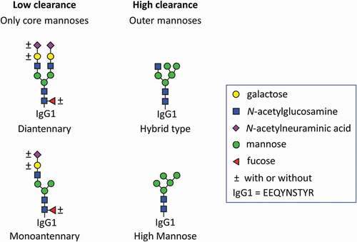 Figure 1. Monoantennary and hybrid-type glycans should be carefully distinguished, as they have a strongly differential impact on pharmacokinetics. Mono- and diantennary glycoforms, containing only core mannoses, have relatively low clearance. Hybrid (Man5G0) and high mannose (Man5) type glycoforms which both contain additional outer mannoses show high clearance. The further decoration of the glycoforms, meaning the presence or absence of fucoses, galactoses and N-acetylneuraminic acid was found to be of only minor influence. Low clearance is often a desirable pharmacokinetic trait, as it reduces amount and interval of dosing