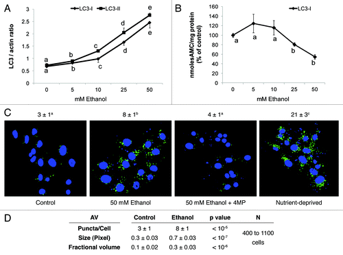 Figure 1. Ethanol exposure increased LC3 content, decreased proteasome activity and enhanced AV content in VL-17A cells. (A) Mean densitometric ratios of LC3-I and LC3-II, each to β-actin (ACTB) in cells treated 24 h with the indicated doses of ethanol. (B) Proteasome activity in cells treated 24 h with the indicated doses of ethanol. Data are mean values of the LC3 protein bands from western blots (A) proteasome chymotrypsin-like activity (B) from quadruplicate culture flasks of each treatment group. (C) AV content in VL-17A cells: Cells were exposed to the conditions indicated in the figure for 24 h. After treatment, the cells were fixed in 4% paraformaldehyde and immuno-stained for AVs using anti LC3B. Images were captured by confocal microscopy. Green puncta are AVs. Nuclei stained with DAPI are shown in blue. Microscopy data (C) indicated are mean values from 400 to 1100 cell images. (D) AV numbers, size and its proportion to total cell area (fractional volume) in cells from (C). Letter superscripts or letters in the figures that are different from each other indicate that the data are significantly different from each other. Data with the same letter are not significantly different.