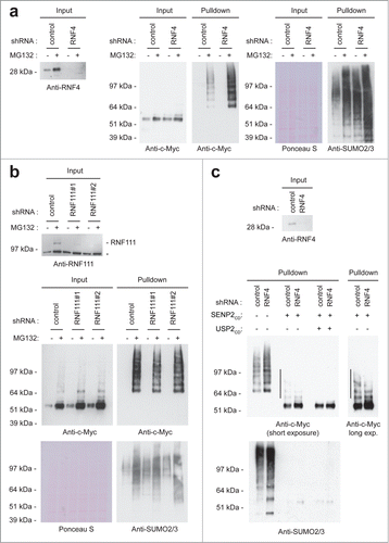 Figure 3. SUMO-Targeted Ubiquitin Ligases. U2OS cells stably expressing His-SUMO2 were infected with lentiviruses encoding control, RNF4 (A) or RNF111 (B) shRNAs. Upon knockdown, cells were treated or not with MG132 for 6 hours. A His pulldown was performed, followed by SDS-PAGE and immunoblotting using anti-c-Myc and anti-SUMO2/3 antibodies. Anti-RNF4 and anti-RNF111 antibodies were used to check knockdown efficiency. Ponceau S staining was performed as a loading control. The asterisk indicates a non-specific band. (C) U2OS cells stably expressing His-SUMO2 were infected with lentiviruses encoding control or RNF4 shRNAs. Upon knockdown, cells were treated or not with MG132 for 6 hours. A His pulldown was performed and samples were in vitro deSUMOylated and/or deubiquitylated, followed by SDS-PAGE and immunoblotting using anti-c-Myc and anti-SUMO2/3 antibodies. RNF4 shRNA-mediated knockdown efficiency is shown. The line shows ubiquitylated c-Myc on the SUMOylated c-Myc fraction.