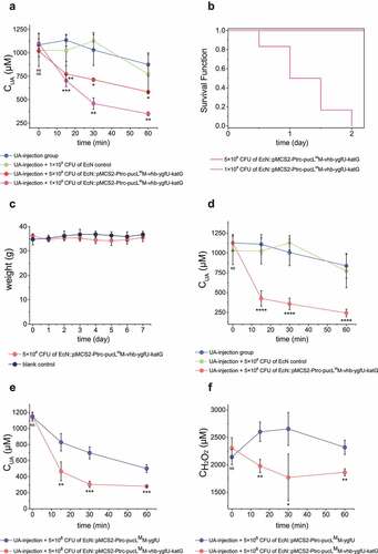 Figure 7. Therapeutic effect by using the engineered EcN strains via intravenous administration in UA-injection hyperuricemia mice. The indicated amount of engineered EcN strains were injected. Then, the UA-injection method was used to induce hyperuricemia in mice. The serum UA levels in different groups were detected at defined time intervals (a, d&e). The serum concentrations of H2O2 were also determined (f). The time intervals between engineered strain injection and UA injection were either 0 hour (a, e&f) or 10 hours (d). (b) The survival curves of mice in the two groups that were injected with two different amounts of engineered EcN strains were given. (c) Body weight of the mice in the two groups that were either injected with 5 × 108 CFU engineered EcN strain or the same volume of saline (control). Six parallel experiments were executed to obtain averages and calculate the STDEV. For data in panel a&b, the one-way ANOVA method was used to calculate the p value. The Q values were calculated to get the FDR. Q < 0.05, ‘*’ was marked; Q < 0.01, ‘**’ was marked; Q < 0.001, ‘***’ was marked; Q < 0.0001, ‘****’ was marked. The Q values represent the comparison between the mean of the indicated group with that of the UA-injection group. For data in panel c&d, the student’s t-test method was used to calculate the p value. p > .05, ‘ns’ was marked; p < .05, ‘*’ was marked; p < .01, ‘**’ was marked; p < .001, ‘***’ was marked.