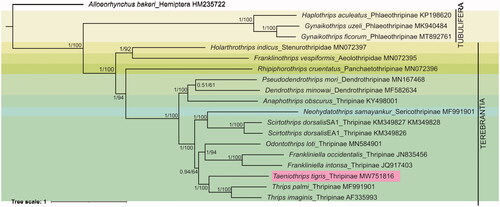 Figure 1. Phylogenetic tree inferred from 13 PCGs using Bayesian Inference. The posterior probabilities (pp) and bootstrap support (bs) are marked beside the nodes. The GenBank accession numbers are also provided. The hemipteran, Alloeorhynchus bakeri was used as an outgroup.