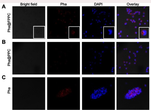 Figure 3 Cellular uptake and tumor cell targeting of Pha@FPPC in vitro.Note: Fluorescence images of B16-F10 cells under laser confocal microscopy after co-incubation with 5 μM of Pha@FPPC, Pha@PPC, and Pha for 2 hrs. Scale bar =50 μm. The cell nucleus stained by DAPI emits blue fluorescence at the excitation wavelength of 358 nm, and Pha uptake by cells emits red fluorescence at the excitation wavelength of 633 nm.Abbreviations: Pha, pyropheophorbide-a; Pha@FPPC, folate polyethylene glycol-b-poly(asparaginyl-chidamide) micelles encapsulating pyropheophorbide-a; Pha@PPC, polyethylene glycol-b-poly (asparaginyl-chidamide) micelles encapsulating pyropheophorbide-a; DAPI, 2-(4-Amidinophenyl)- 6-indolecarbamidine dihydrochloride.