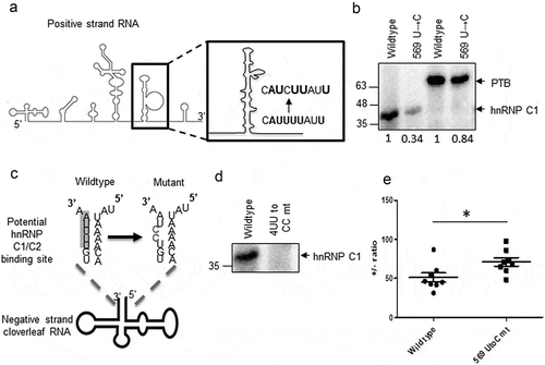 Figure 6. Strand-specific mutations to disrupt hnRNP C1/C2 interaction with viral RNAs. (a) Schematic of U to C mutation generated at 569 position in 5ʹUTR. (b) UV-crosslinking assay was carried out using wild type or mutant radiolabelled stem-loop V with rhnRNP C1 or rPTB proteins. PTB and hnRNP C1 bands are indicated by arrows. Densitometry values of band intensities are indicated under the lanes. (c) Schematic of UU to CC mutation generated at fourth and fifth nucleotide position (from 3ʹend) in the negative-strand RNA. (d) UV-crosslinking gel image representing the interaction of recombinant hnRNP C1 to wild type and 4UU to CC mutant negative-strand RNAs. 1–100 nucleotide antisense RNA probe was used for this crosslinking. (e) Positive to negative-strand RNA ratio at 8-h post-transfection of wild type or 569U to C mutant CVB3 replicon RNA. * indicates P< 0.05.