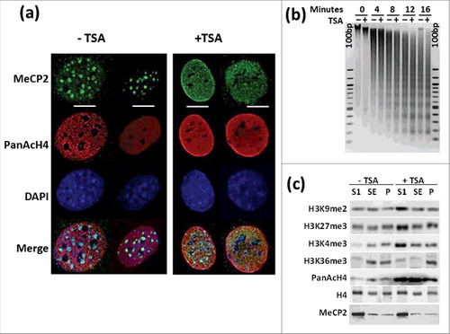 Figure 1. TSA treatment results in chromatin rearrangement. (a) Immunofluorescence analysis of MeCP2 and acetylated H4 distribution in NIH/3T3 cells +TSA and -TSA. Scale bars: 10 μm. (b) Time course microccocal nuclease digestion and (c) Western blot analysis of several histone PTMs before and after TSA treatment of the same cells. “100 bp” corresponds to a 100 bp marker. SI, SE, and P represent the chromatin fractions obtained upon micrococcal nuclease digestion as described in 3.