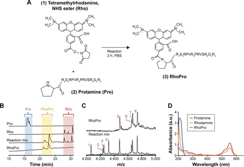 Figure 1 Synthesis and purification of RhoPro. (A) An NHS ester of Rho (1) reacts with N-terminal proline of Pro (2) to yield RhoPro (3). (B) High-performance liquid chromatography chromatograms show the separation of RhoPro from Pro and Rho. (C) Mass spectrometry showing four Pro components and four RhoPros generated by reaction of the N-terminal prolines as shown in A. (D) Absorption spectra of Pro, Rho, and purified RhoPro. Peaks 1–4 are Pro; peaks 5–8 are RhoPro.Abbreviations: NHS, N-hydroxysuccinimide; Pro, protamine; Rho, rhodamine; RhoPro, rhodamine-protamine.