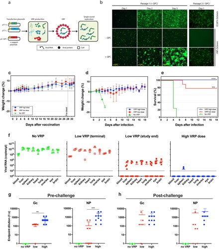 Figure 1. CCHF VRP vaccine protects against lethal challenge in IFNAR−/− mice. (a) Schematic overview of VRP production. Huh7 cells were transfected with plasmids encoding the CCHFV L(pT7-L) and S(pT7-S) genome segment, as well as support plasmids encoding NP, human-codon optimized L, GPC, and T7 RNA polymerase. (b) VRPs are single round particles that require trans-complementation with GPC to propagate. ZsGreen-expressing VRPs were added to Huh7 cells (MOI 0.01) transfected with pCAGGS-GPC-Oman or an empty plasmid. After 3 days, supernatants were transferred to fresh (untransfected) Huh7 cells. ZsG fluorescence was monitored as a measure of VRP replication and spread (10x magnification). Recombinant CCHFV-ZsG (MOI 0.01) was passaged in parallel as a control. (c) Monitoring of mouse weight post vaccination. IFNAR−/− mice were vaccinated with a high dose (105 TCID50, n = 10), low dose (103 TCID50, n = 10) or mock-vaccinated (DMEM, n = 4). Animals were monitored daily for adverse effects and weight loss. Animal weights are shown as mean ± SD, and represent percentage weight change relative to a baseline set at 1 day before vaccination. Twenty-eight days post vaccination blood was collected via the mandibular vein (shown as the “pre-bleed” vertical line). (d, e) Animals were challenged with a lethal CCHFV dose (100 TCID50) 32 days after vaccination. Mouse weight (d) and survival (e) were monitored daily after CCHFV challenge. Animal weights are shown as mean weights ± SD, and represent percentage weight change relative to a baseline set at 1 day before challenge. Statistical significance was determined using a Log-rank (Mantel-Cox) test using GraphPad Prism 8. ***p < 0.001, ****p < 0.0001. (f) The levels of viral RNA was analyzed using quantitative RT-PCR. RNA was isolated from blood and various homogenized tissues either when animals reached clinical end points (“terminal” samples, open symbols) or at the end of the study (“end of study,” closed symbols). (g, h) Levels of IgG antibodies against CCHFV NP and Gc were determined 28 days after vaccination (pre-challenge) (g), and at the end of the study or at time of euthanasia (post-challenge) (h). Open symbols represent animals that succumbed to disease. Closed symbols represent animals that reached study end. One untreated (no VRP) animal could not be sampled post challenge. Statistical significance was determined using Mann-Whitney tests using GraphPad Prism 8, **p < 0.01, ***p < 0.001.