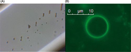 Figure 4. Magnetic microbubbles prepared by mixing non-magnetic microbubbles with fluorescently labelled magnetic micelles. (A) retention against flow in a capillary tube following application of a magnetic field (B) fluorescent microbubble obtained by mixing non-fluorescent microbubbles with fluorescent magnetic micelles.