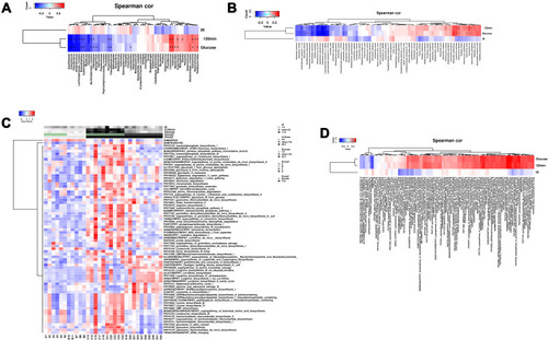 Figure 4 Correlation analysis between gut microbiota and glucose/insulin levels. (A) The correlation between abundance of gut microbiota at genus level and glucose/insulin levels were determined by Spearman correlation analysis. (B) The correlation between abundance of gut microbiota at species level and glucose/insulin levels were determined by Spearman correlation analysis. (C) Heatmap and clustering of all samples based on functional composition of the metatranscriptome. (D) The correlation between functional composition of the metatranscriptome and glucose/insulin levels were determined by Spearman correlation analysis.