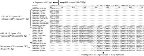 Figure 5. Sequence analysis of the B fragment of the UL2 gene by Lasergene software. B fragment sequences for the five attenuated strains (AV18 and four attenuated vaccine strains) had consistent homology with the corresponding fragment (i.e. the B fragment of the UL2 gene) of the 10 virulent DPV strains. “-” represent nucleotide deletion.
