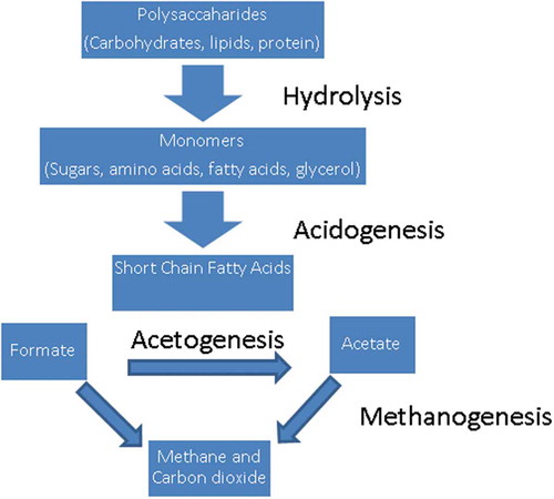 Figure 3. Microbial methanogenic degradation of plant fibre in bovine dairy animals.