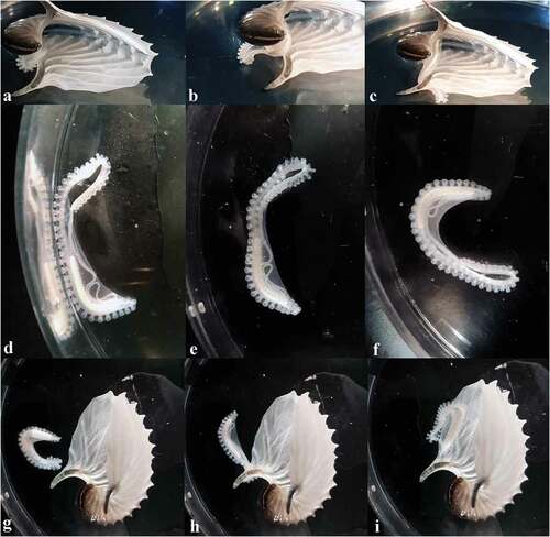 Figure 2. Photo sequence of hectocotylus movements and behaviour. From (a)–(c): hectocotylus movements inside the shell; from (d)–(f): the hectocotylus was separated from the shell; from (g)–(i): the hectocotylus comes back to the brood case