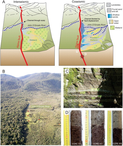 Figure 4. Summary of fault-adjacent wetland sedimentary records of past earthquakes. A , Conceptual model for the recording of earthquakes at Hokuri Creek and John O’Groats River. During the interseismic period, the river flows across the fault scarp and a wetland exists on the upstream and downthrown side of the fault. At the time of an earthquake, movement on the fault blocks the river and causes the wetland to be flooded. B , View of John O’Groats River valley in the current interseismic period looking northeast along the scarp of the Alpine Fault. C , Example of cyclic stratigraphy in outcrop at Hokuri Creek and D: in cores from John O’Groats wetland. Panel A reproduced from Cochran et al. (Citation2017).