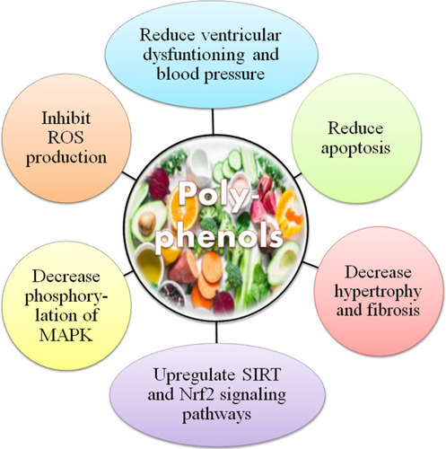 Figure 4 Possible mechanisms of polyphenols in the prevention of cardiovascular diseases.