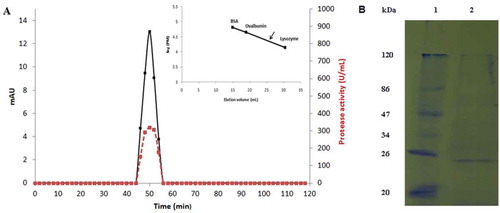Figure 2. (A) Elution profile of S. not-protease after gel filtration chromatography on Toyopearl HW-40 column using an FPLC system (15 µg of the purified protease was loaded to the column). Elution volume of S. not-protease is showed by an arrow in the calibration curve. Protein content is shown in continuous line and activity in discontinuous line. (B) SDS–PAGE analysis of the purified S. not-protease. Lane 1, standard molecular weight markers; Lane 2, purified S. not-protease (2 µg).