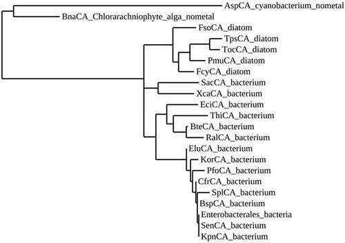 Figure 2. Phylogenetic analysis of ι-CAs from various organisms. The dendrogram was constructed using the ι-CA amino acid sequences reported in Table 1.